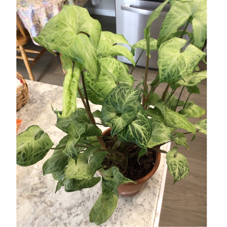 plant image 1697798 plant image 1697798