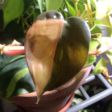Philodendron hederaceum var. oxycardium 'Brasil' syn. Philodendron hederaceum 'Brasil', Philodendron 'Brasil', Philodendron scandens 'Brasil'