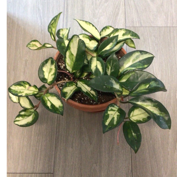 plant image 1700189