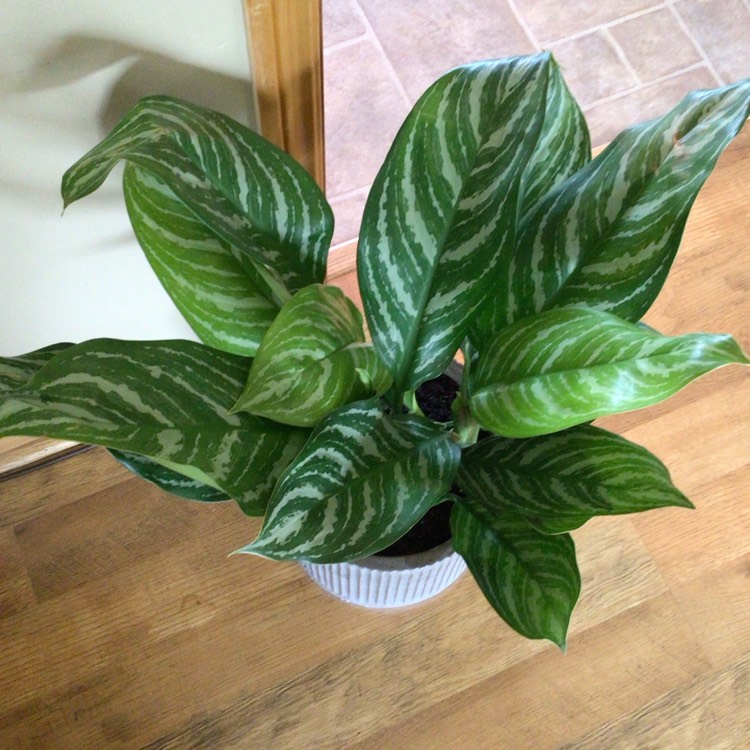 plant image 1701617