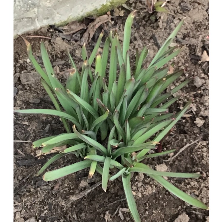 plant image 1701793 plant image 1701793
