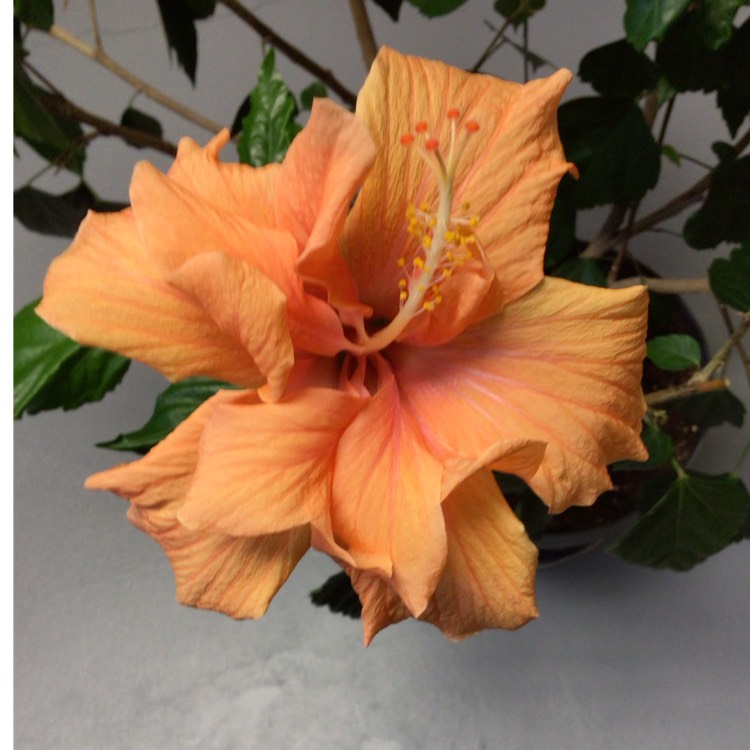 plant image 1702894 plant image 1702894