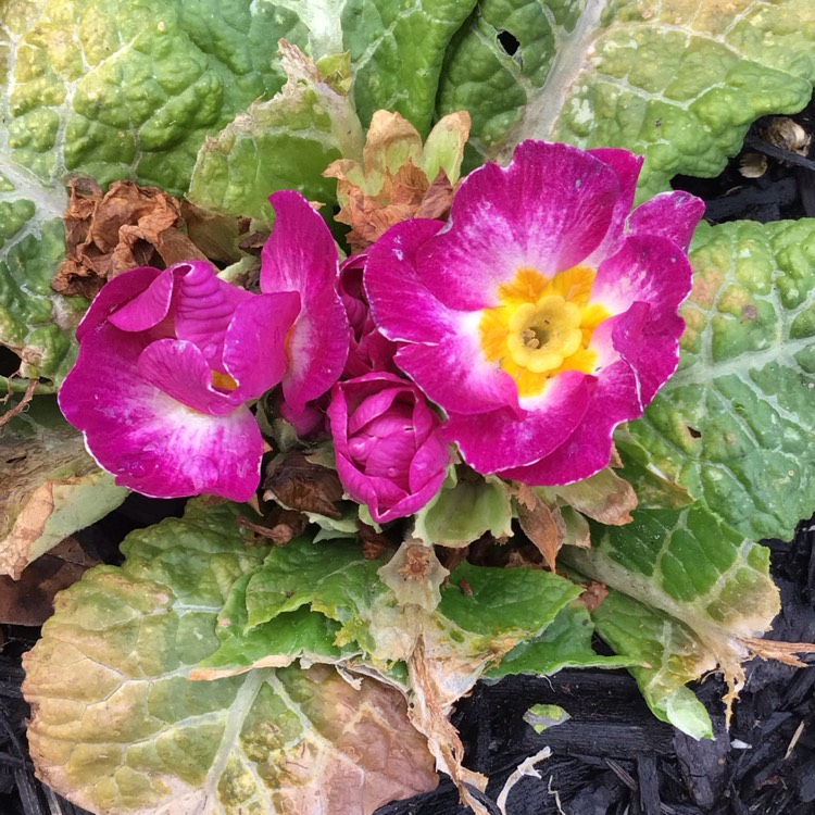 plant image 1703173 plant image 1703173