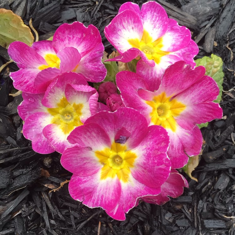 plant image 1705514 plant image 1705514
