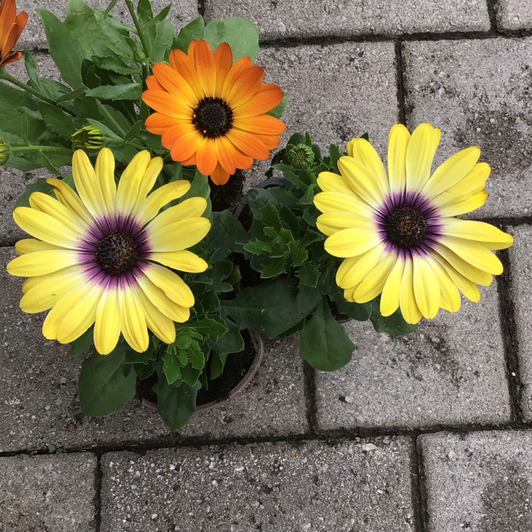 plant image 1707367 plant image 1707367