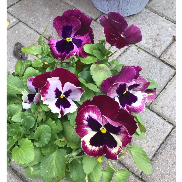 plant image 1709253