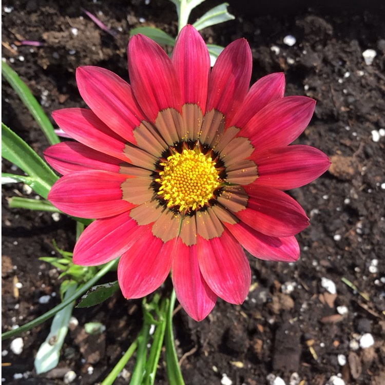 plant image 1710347