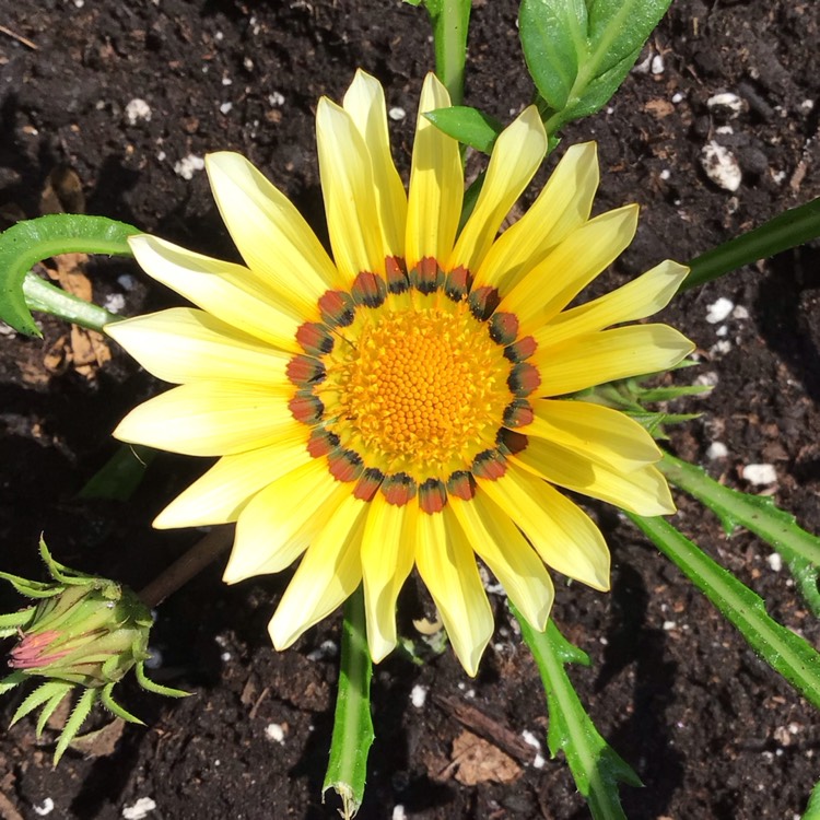 plant image 1710376