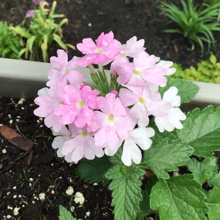 plant image 1711483 plant image 1711483