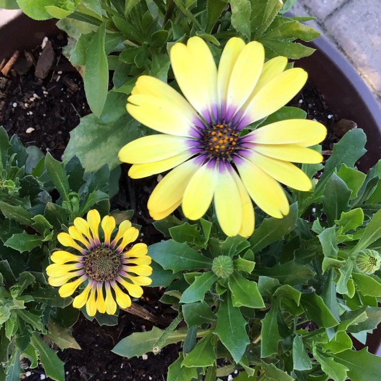 plant image 1713061 plant image 1713061