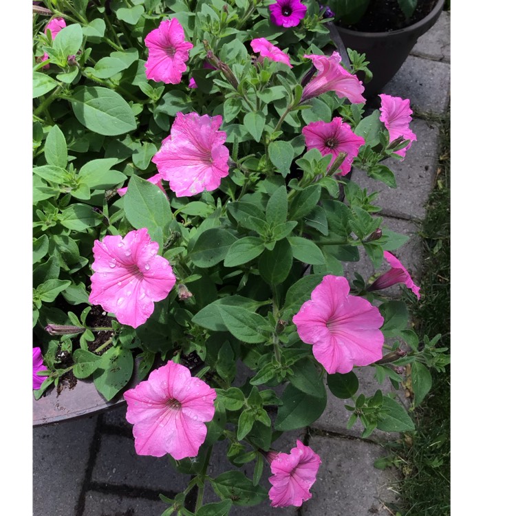 plant image 1713653 plant image 1713653