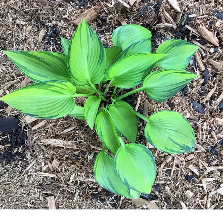 plant image 1713954