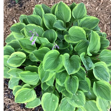 Hosta fortunei var. aureomarginata syn. Hosta 'Aureomarginata' (fortunei), Hosta fortunei 'Aureomarginata'