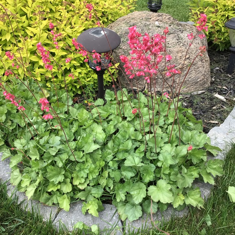 plant image 1714438 plant image 1714438