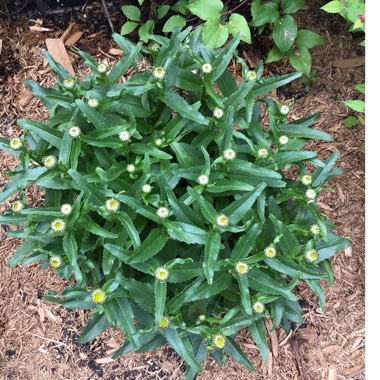 Leucanthemum