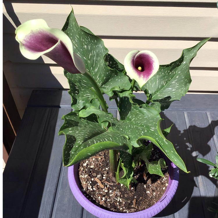 Plant image Zantedeschia 'Memories'