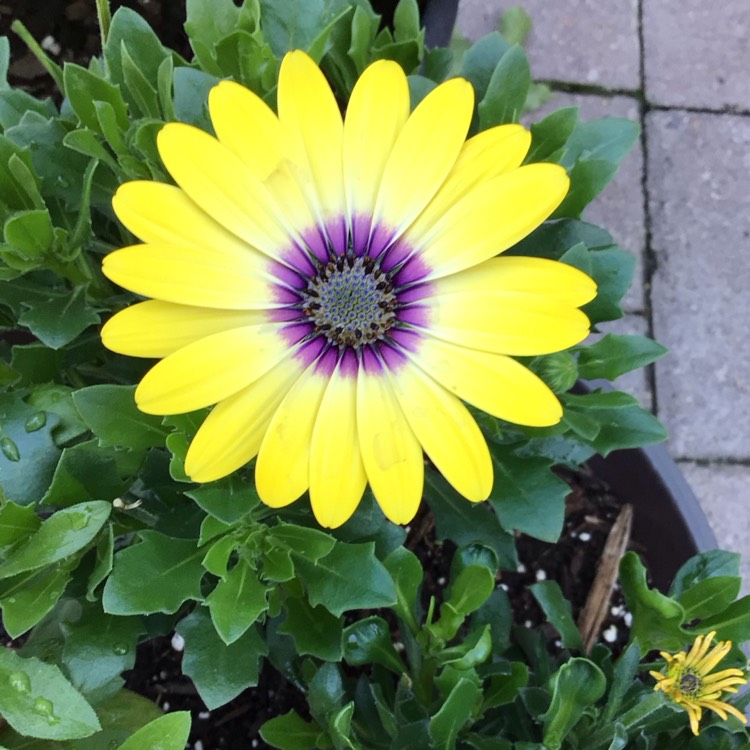 plant image 1715753 plant image 1715753