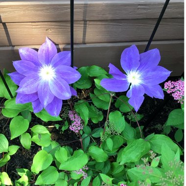 Clematis (Pruning Group 2)