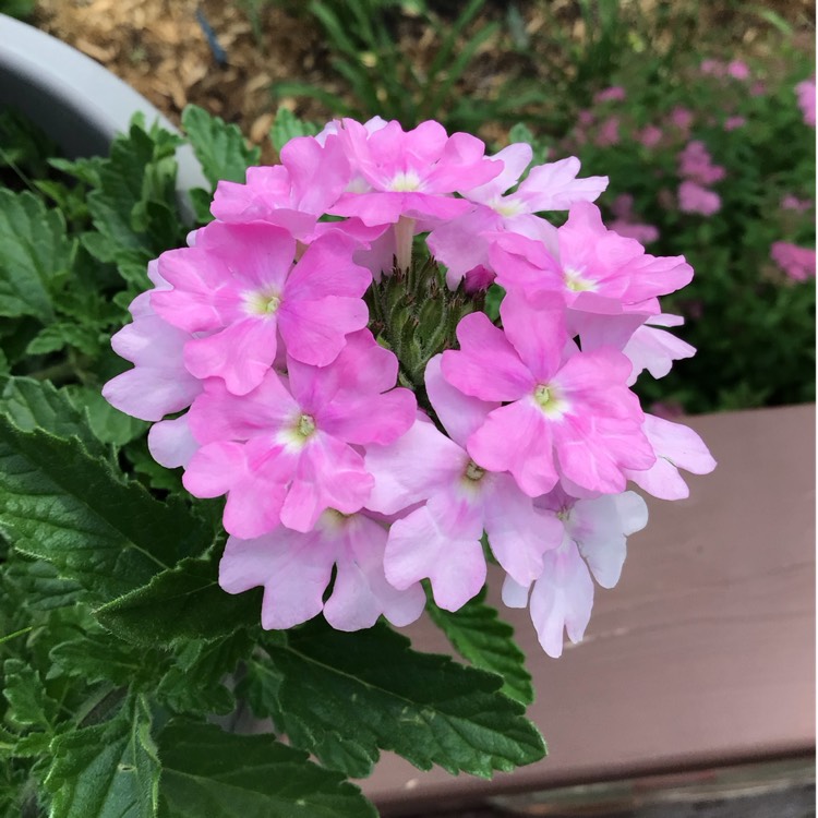 plant image 1716051 plant image 1716051