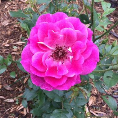 Rosa 'Probril' syn. Rosa 'Brilliant Pink Iceberg'
