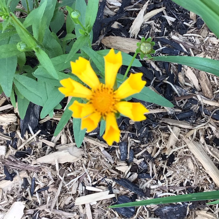 plant image 1716105
