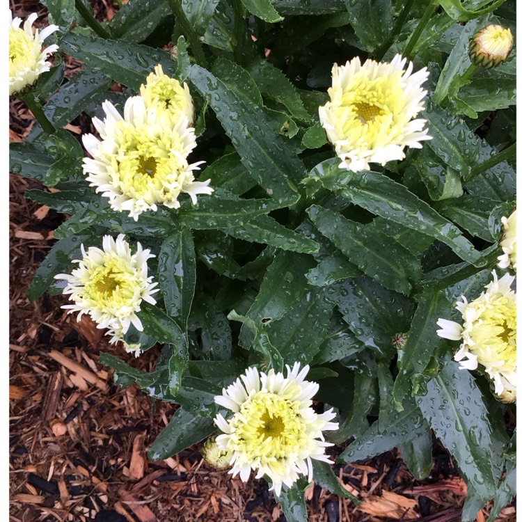 plant image 1716463 plant image 1716463