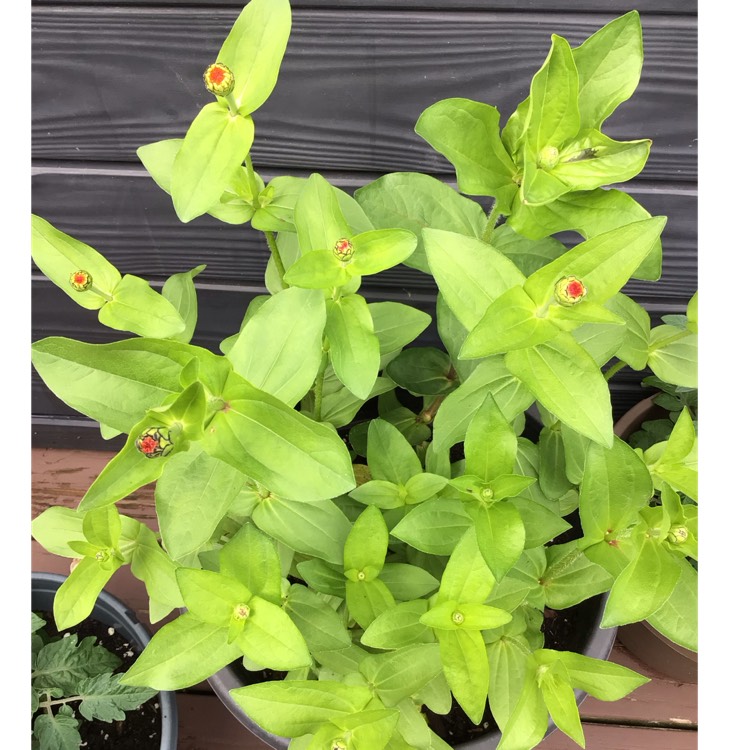 plant image 1717167 plant image 1717167