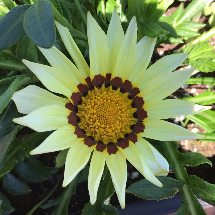 plant image 1717223 plant image 1717223