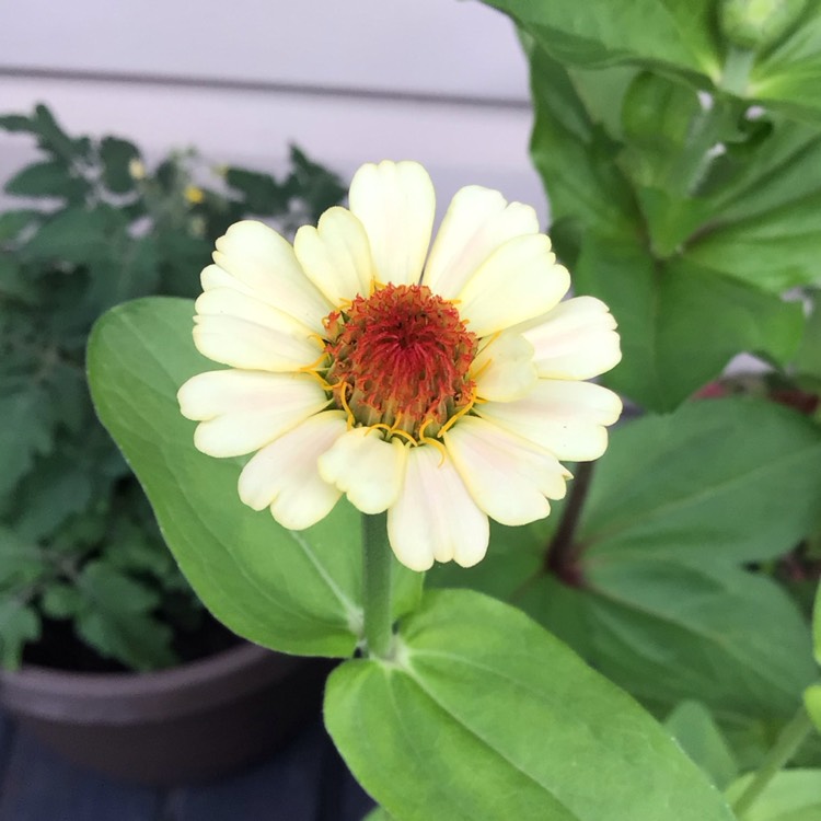plant image 1717568 plant image 1717568