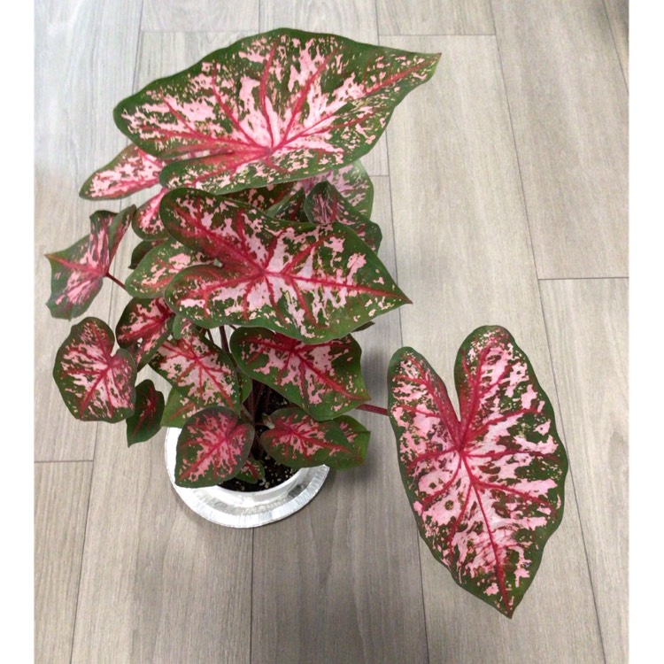 plant image 1717607