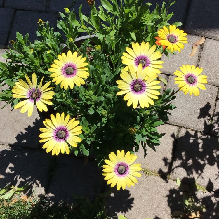 plant image 1717766 plant image 1717766