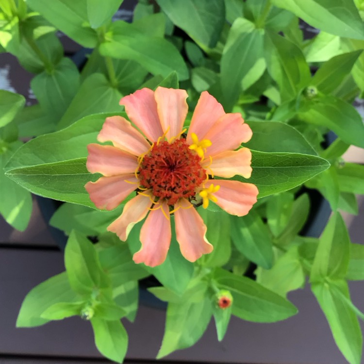 plant image 1717987 plant image 1717987