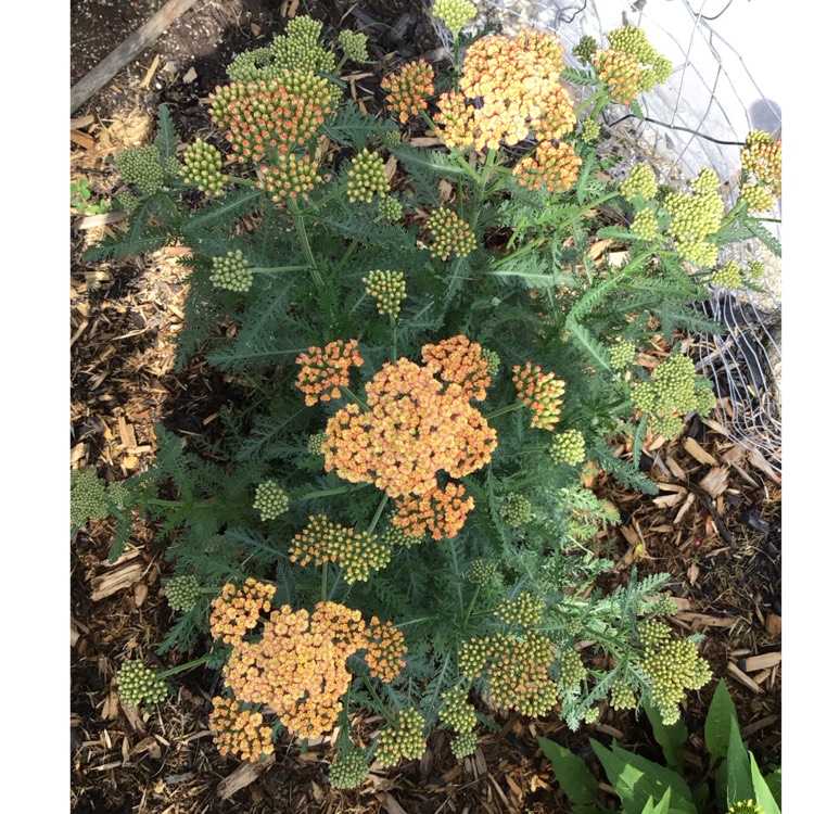 plant image 1718256 plant image 1718256
