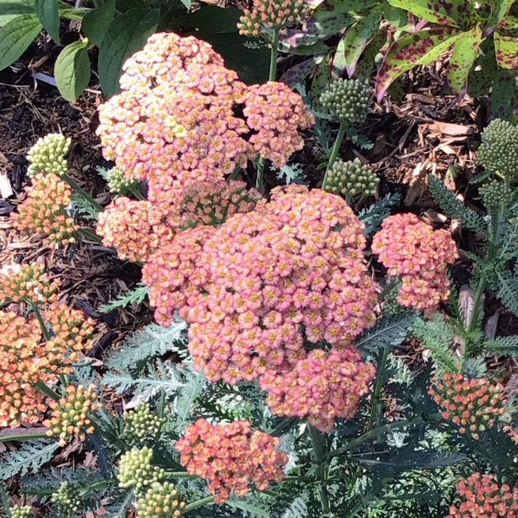 plant image 1718609 plant image 1718609