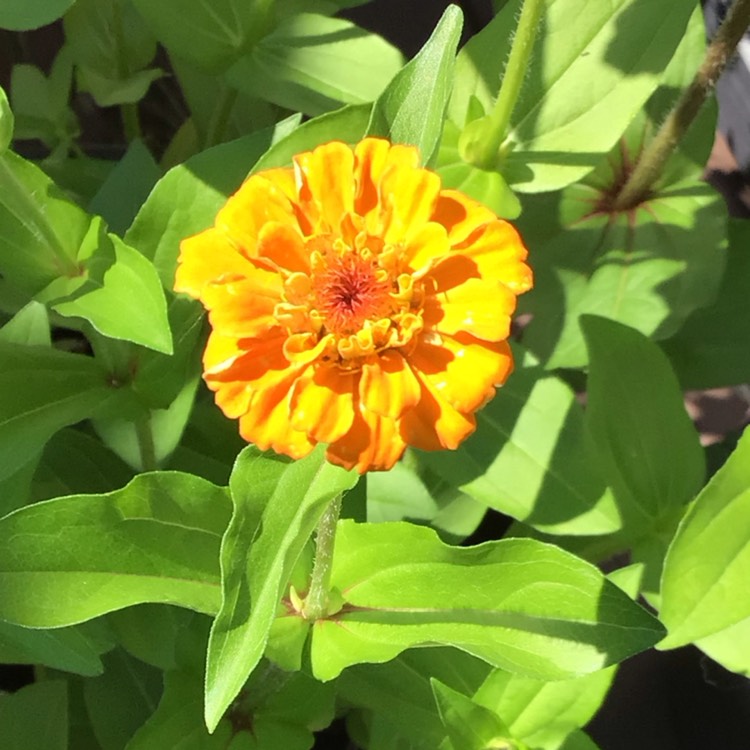 plant image 1718626 plant image 1718626