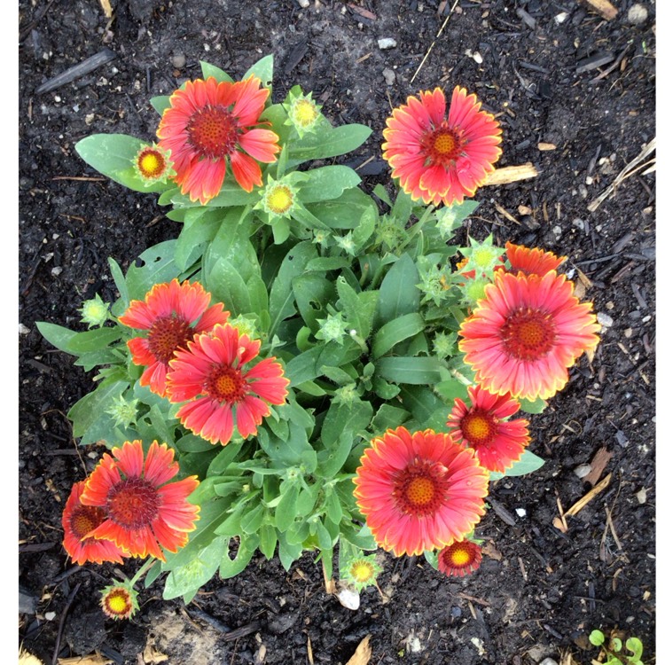 plant image 1719573 plant image 1719573