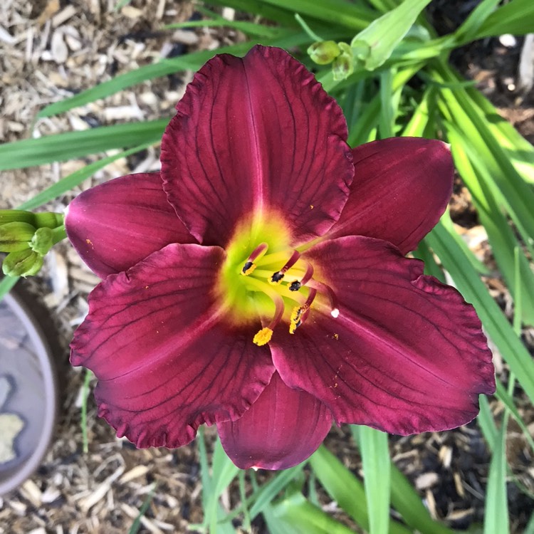 plant image 1720258 plant image 1720258