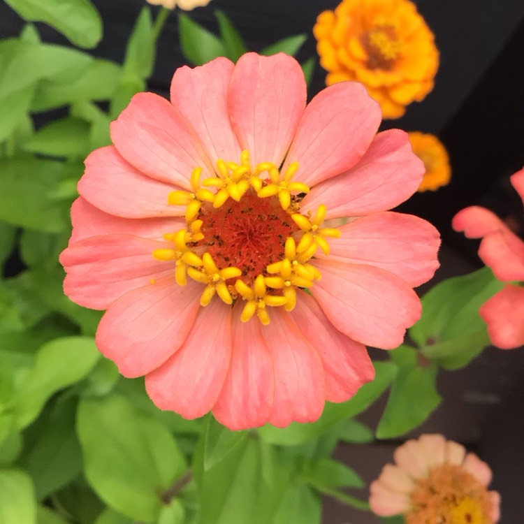 plant image 1720603 plant image 1720603