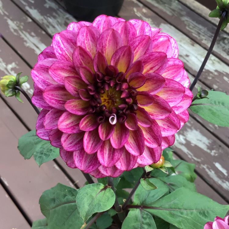 plant image 1720759 plant image 1720759