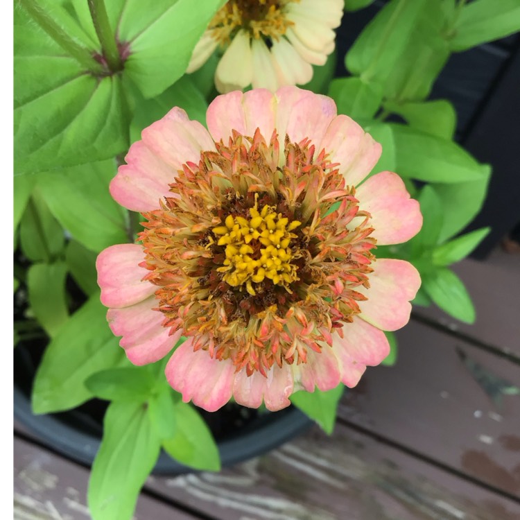 plant image 1720943 plant image 1720943
