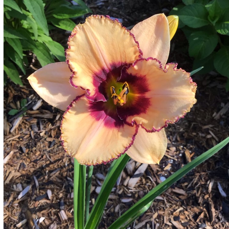 plant image 1720944 plant image 1720944