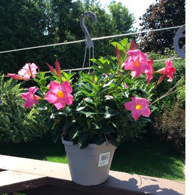 Mandevilla x amabilis