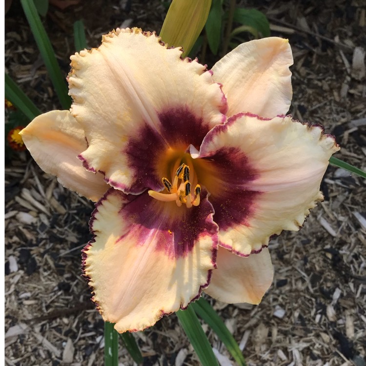 plant image 1721198 plant image 1721198