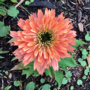 Echinacea