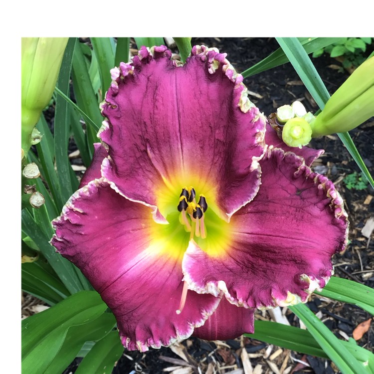 plant image 1721346 plant image 1721346