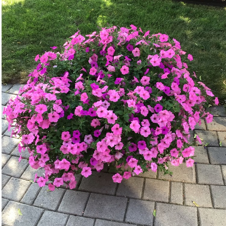 plant image 1721379 plant image 1721379