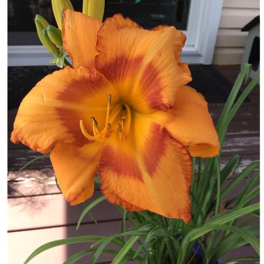 Hemerocallis
