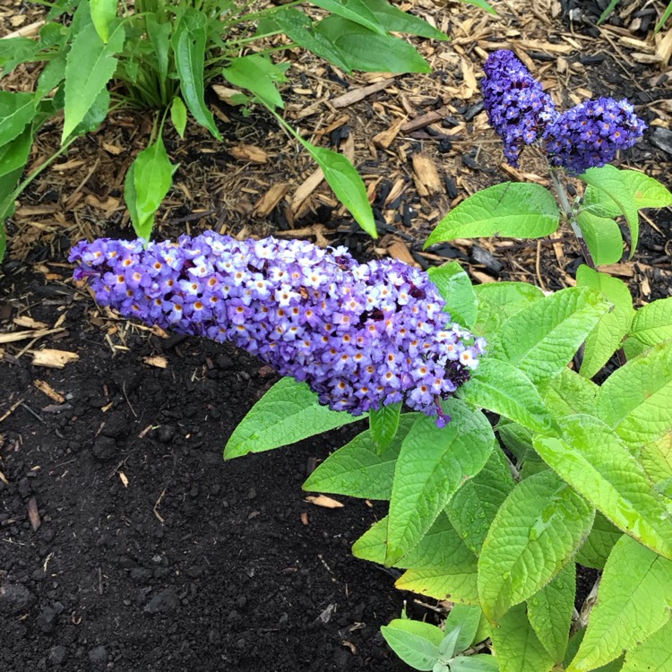 plant image 1721532
