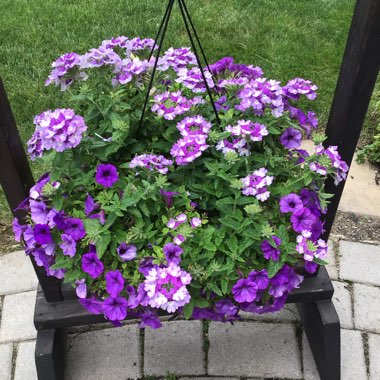 Verbena