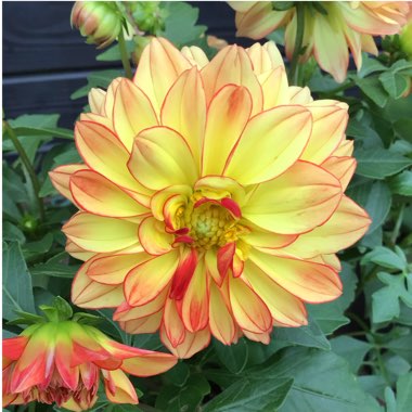 Dahlia (Border Varieties)